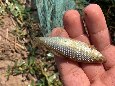 羅漢魚|麥穗魚